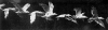 Etienne-Jules Marey, Flight of gull, 1886.jpg